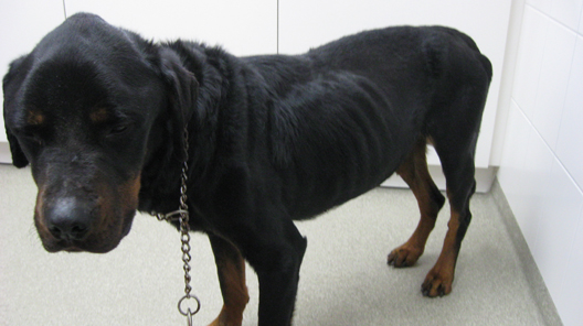 Een van de in beslag genomen honden, een rottweiler.