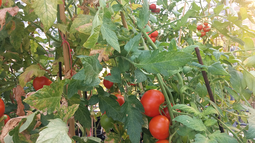 F 2.4 1/105 ISO 104 4 mm LGE Nexus 5 E 5,39,47.51 N 51,59,36.38 De tomaten doen het goed in de maan- en Marsbodem. Foto: Reinier Vermeer.