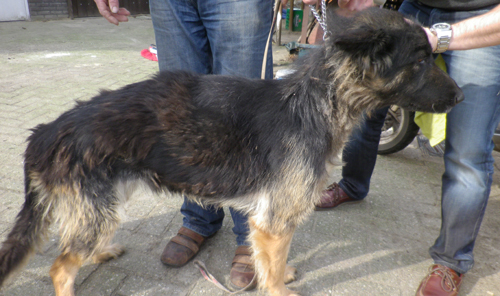 Foto Landelijke Inspectiedienst Dierenbescherming