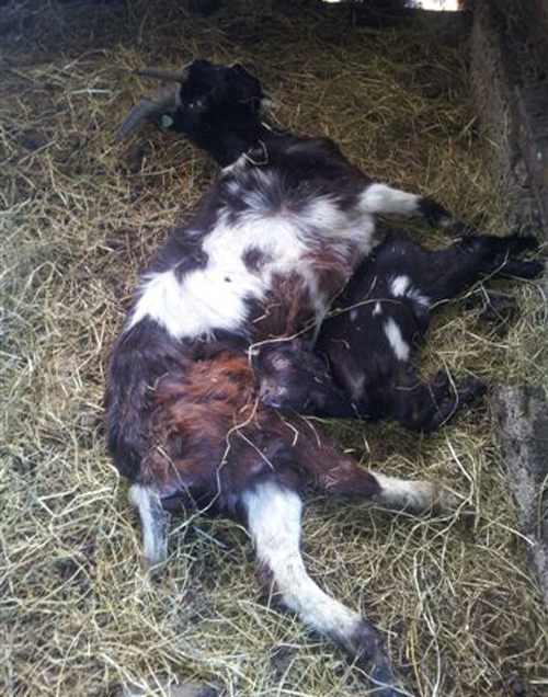 De twee dode geiten.