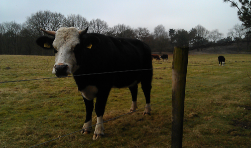 Het weiland waaruit de koe ontsnapte.