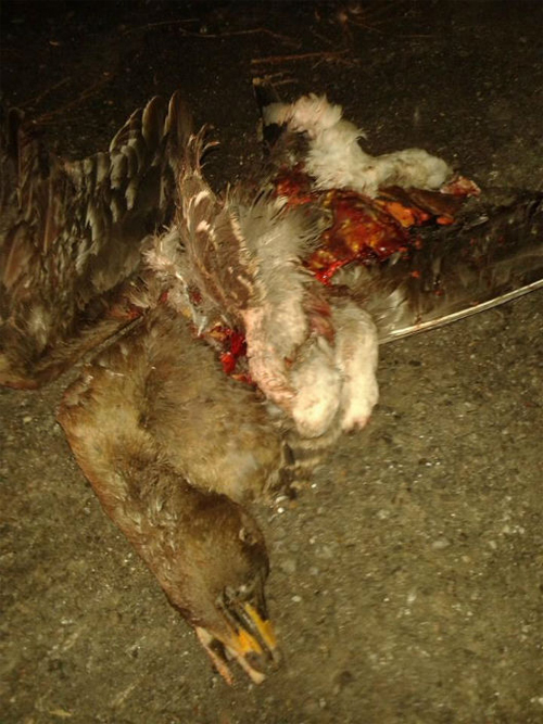 gans