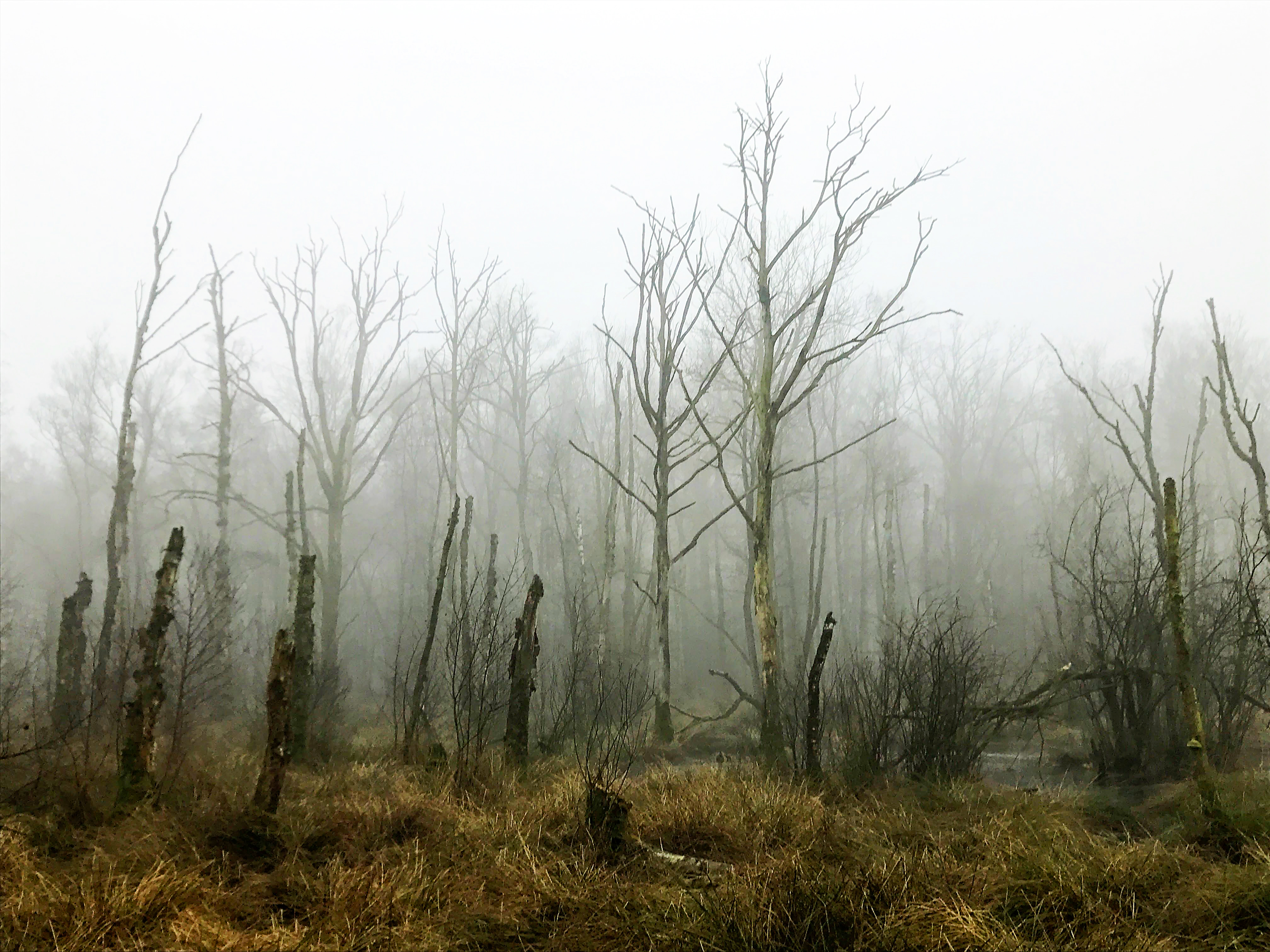 BuitenGewoon Radio: Het mysterieuze Needse Achterveld ...